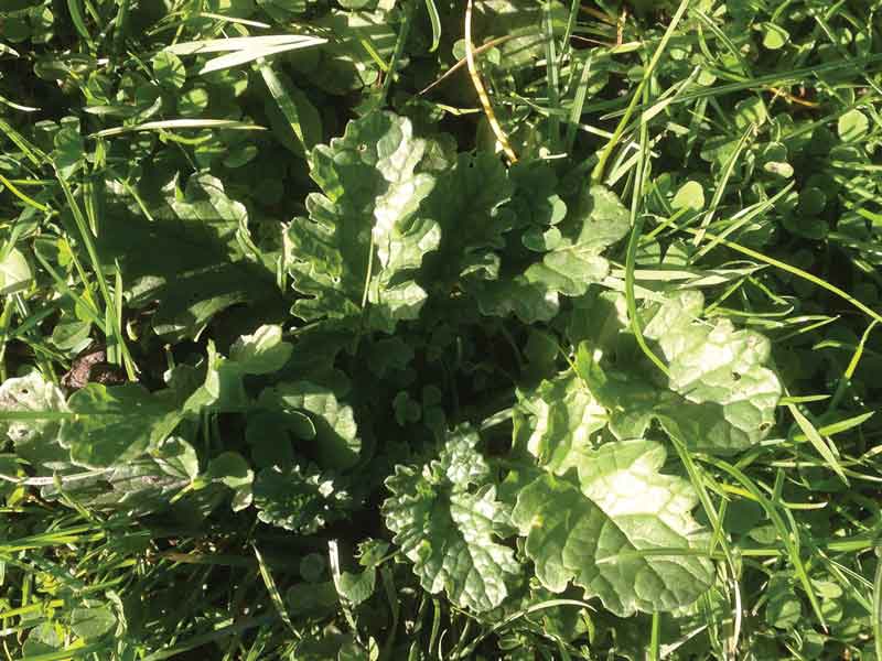 Figure 2. Ragwort in its early stages of growth may be difficult to find and identify, but it is still poisonous even before the characteristic yellow flower is produced.