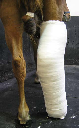 Figure 2. A three-layer full limb dressing will minimise movement and aid healing of the limb. Image: © Dave Rendle.