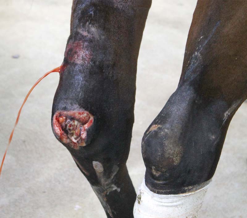 Figure 3. A large chronic wound at the point of the hock is an extremely challenging region to deal with due to the high motion in this area. Image © Dave Rendle.