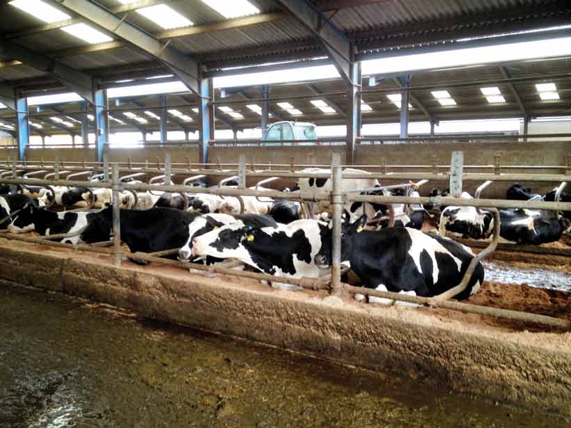 Figure 1. More than 90% of cows pictured are lying down, meaning they have adequate space and are relaxed and comfortable.