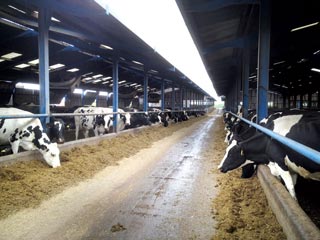 Figure 2. This example of well-designed housing has a spacious feed passage and plenty of space for the cows to feed without fear of being bullied by others. This promotes better feed intakes and happier cows.