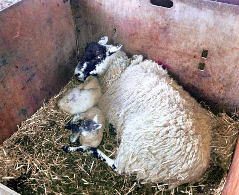 Figure 3. Pre-lambing nutrition impacts the ewe and her lambs in not only the short, but also the much longer term.