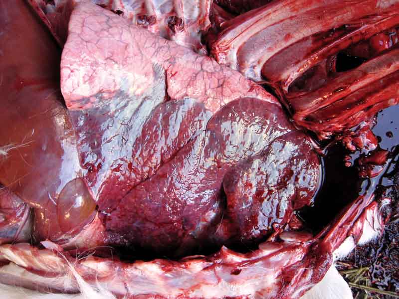 Figure 1. Postmortem lungs of a calf that died from pneumonia.