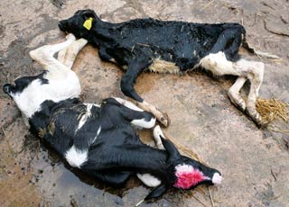 Figure 3. These calves died as a result of a Mycoplasma outbreak.