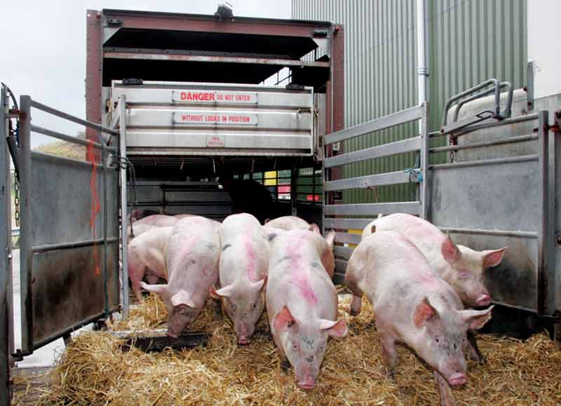 Figure 1. Any incoming pigs should be isolated for a period of 30 to 60 days.