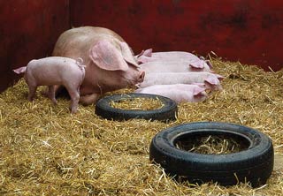 Figures 2 and 3. Good pasture management and clean housing can reduce the necessity for treatment of parasites in pig herds.