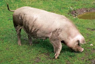 Figures 2 and 3. Good pasture management and clean housing can reduce the necessity for treatment of parasites in pig herds.