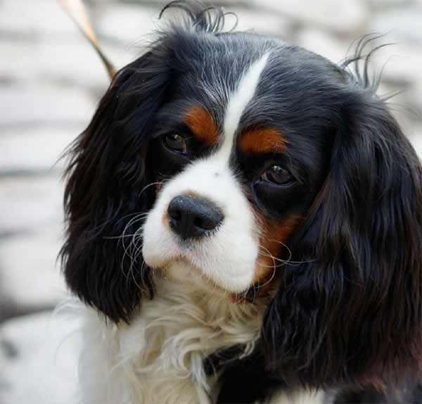 Cavalier King Charles spaniel