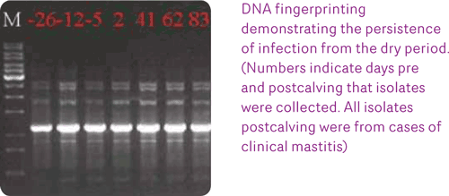 dna-fingerprinting-cap
