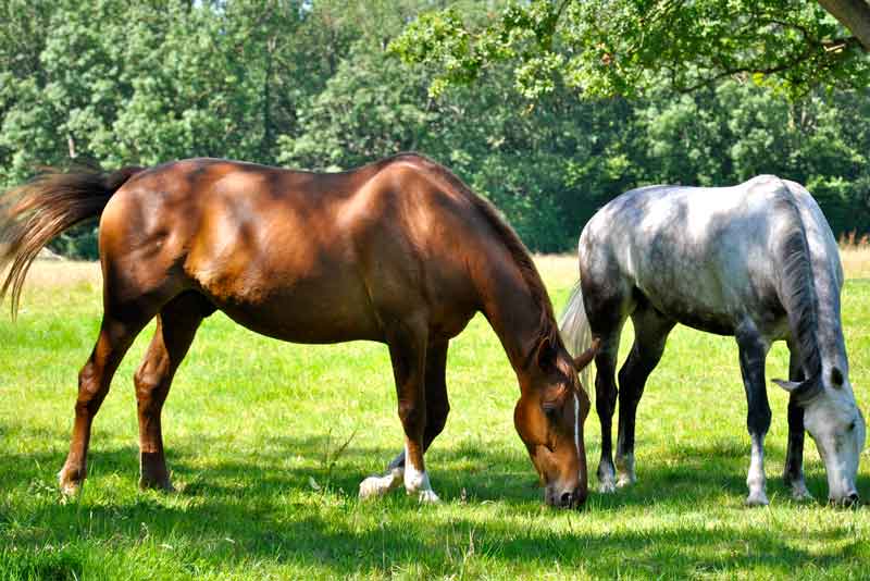 Horses-Grazing-in-field