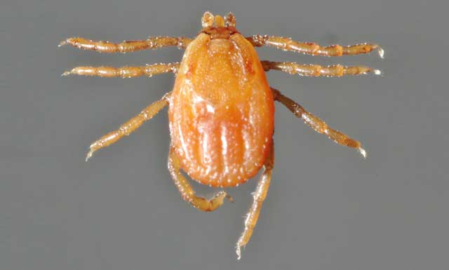 Rhipicephalus sanguineus dog tick. IMAGE: ©Wikimedia/Alan R Walker.