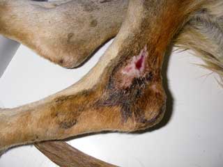 Dangerous, the injured foxhound, had infected sores that had gone untreated. IMAGE: RSPCA.