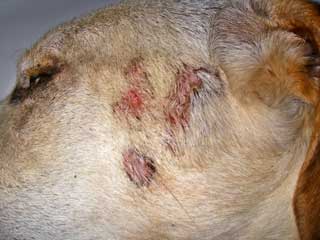 Dangerous, the injured foxhound, had infected sores that had gone untreated. IMAGE: RSPCA.