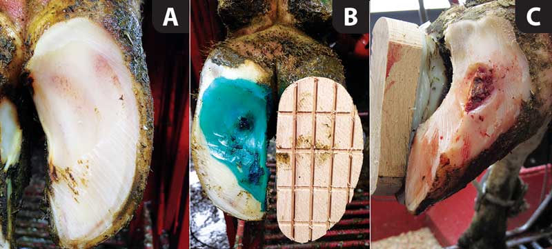 Figure 1. The most prevalent claw horn lesions are sole haemorrhage (A), sole ulcer (B) and white line disease (C).