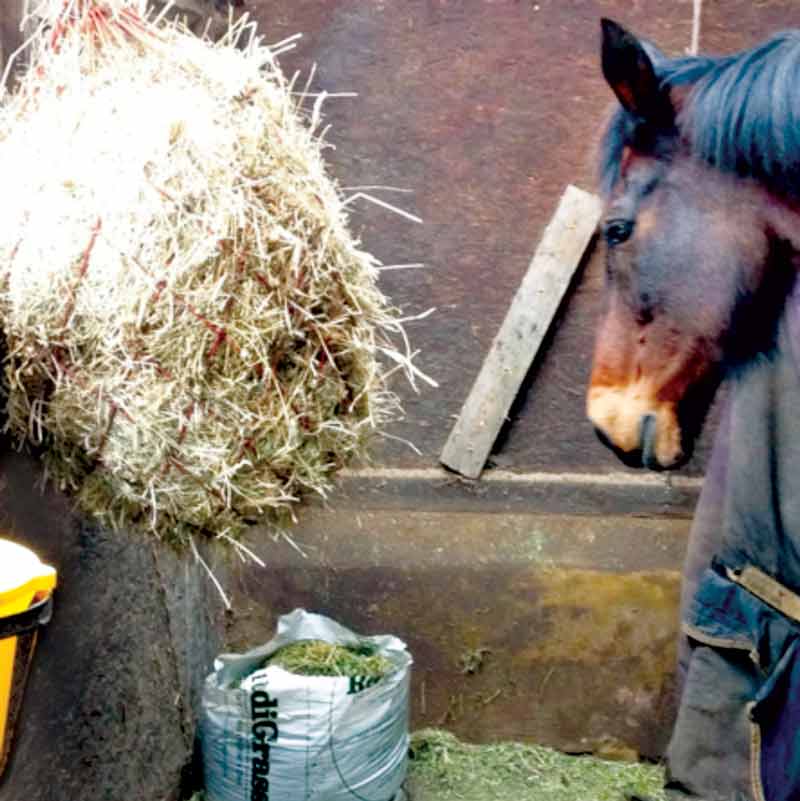 Figure 2. Proprietary chopped grass made freely available alongside hay to Digby, a horse with few functional teeth left at the age of 32.