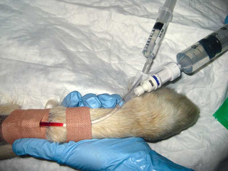 Figure 5. Correct IV catheter placement and chemotherapy administration.