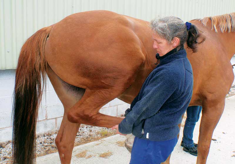 Flexion test of the proximal hindlimb. This test can help to distinguish upper from lower hindlimb pain, although it is very non-specific and should not be used as a primary tool to localise lameness. False-positive tests are possible, with distal limb lameness being exacerbated by this test. In addition, in an uncooperative horse this test can prove hazardous to the vet.