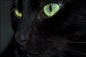black-cat-bdr
