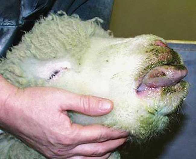 Be aware of bluetongue, vets urged after outbreak Vet Times