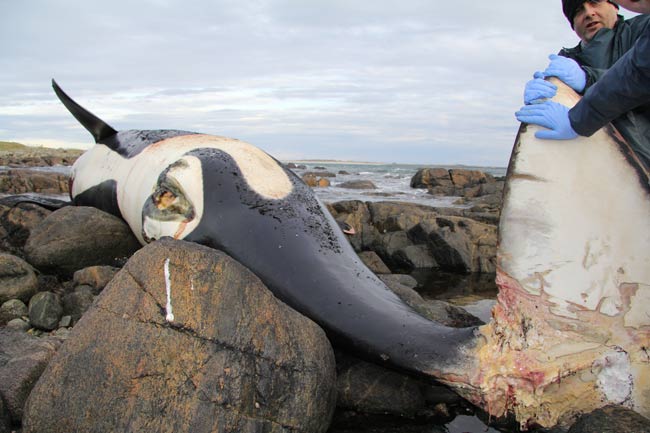 Killer whale killed by entanglement, say vets | Vet Times
