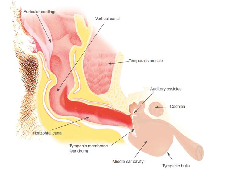 Figure 1. Normal ear. Image: © Dechra Veterinary Products.