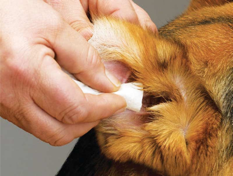 Figure 8. Ear wipe. Image: © Dechra Veterinary Products.