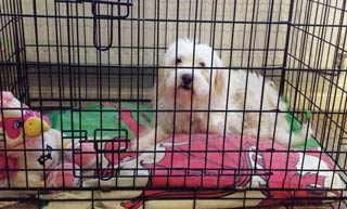 Figure 3. An example of a relaxed dog in its crate.
