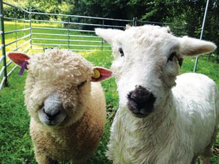 Figure 4. Clicker training can teach any animal anything it is physically or mentally capable of. The author’s pet sheep enjoy learning husbandry behaviours and fun tricks.