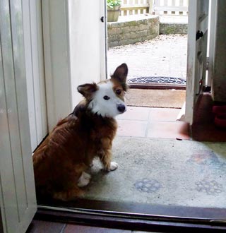 Figure 3. Permission to carry out a desired behaviour makes a good life reward – for example, waiting by an open door instead of barging, then being allowed to go out.