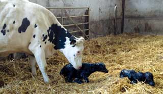 Calcium levels drop precipitously around calving.