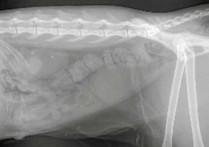 Figure 2. A radiograph of ureteroliths. Image: Sally Birch/Willows Veterinary Centre and Referral Centre.
