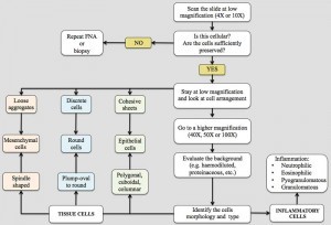 Figure 2. Flow chart to follow when approaching a slide for cytological examination.