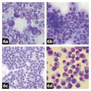 Figure 6. Types of round cells. 6a. Mast cells (mast cell tumour). 6b. Histiocytes (histiocytoma). 6c. Lymphoid cells (lymphoma). 6d. Plasma cells (plasma cell tumour).