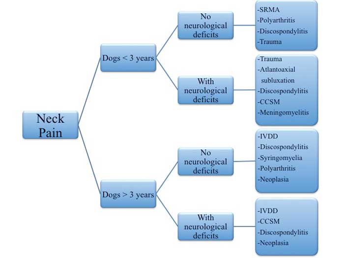 Figure 1. A flow chart outlining an approach to creating a list of most common differentials in dogs with neck pain. SRMA: steroid-responsive meningitis-arteritis, CCSM: caudal cervical spondylomyelopathy, IVDD: intervertebral disc disease.