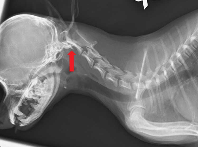 Figure 2. A lateral plain radiograph of the cervical vertebral column of an 11-month-old Chihuahua presented with severe neck pain, tetraparesis and ataxia. The radiograph reveals severe atlantoaxial subluxation (red arrow). Flexion of the neck is strongly contraindicated in a case like this.