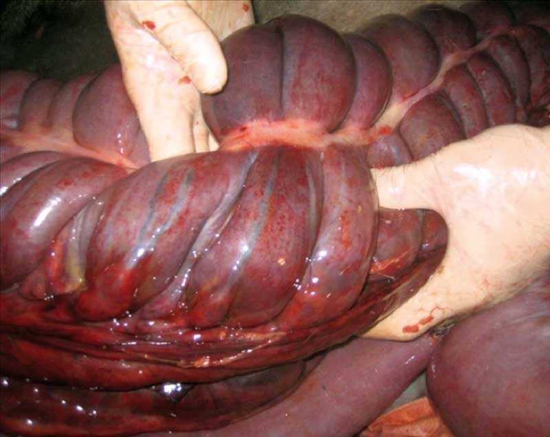 Equine large colon volvulus presents surgical challenge | Vet Times