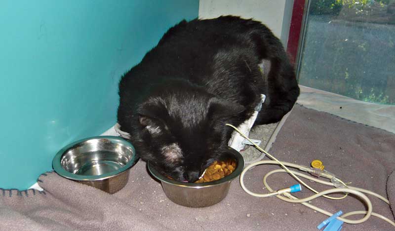 Figure 1. A cat with a nasoesophageal tube eating kibble.