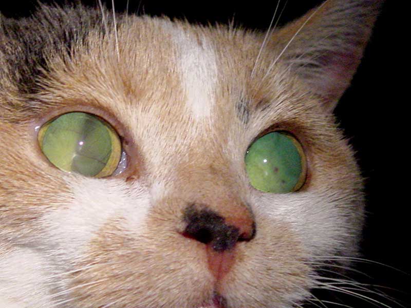 Figure 1. Ocular evidence of systemic hypertension is evident in this cat. Bilateral mydriasis, bilateral retinal detachment and some retinal haemorrhage (left eye) can be seen when assessing the eye with a pen torch.