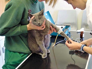 Figure 2. Doppler blood pressure measurement using a forelimb. The limb is held with the cuff at the level of the right atrium.