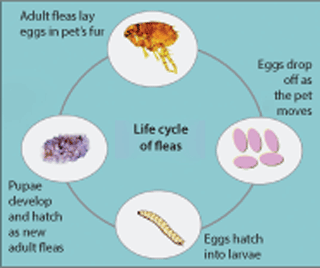 Figure 3. Life cycle of fleas showing all its forms – egg, larva, pupa and adult.