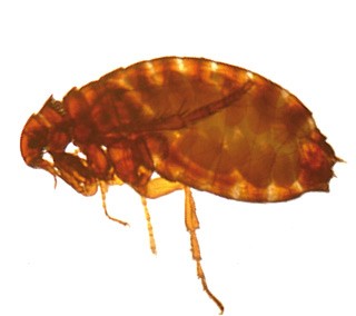 Figure 2. An adult flea.