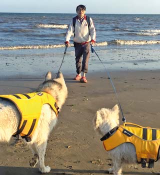 Figure 1. Dogs with their owner having good time on the beach.