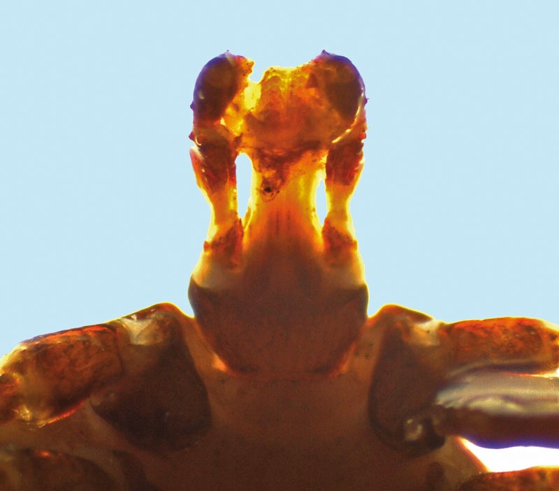 Figure 4. The mouthparts is the blood-feeding apparatus of the tick and the organ responsible for disease transmission.