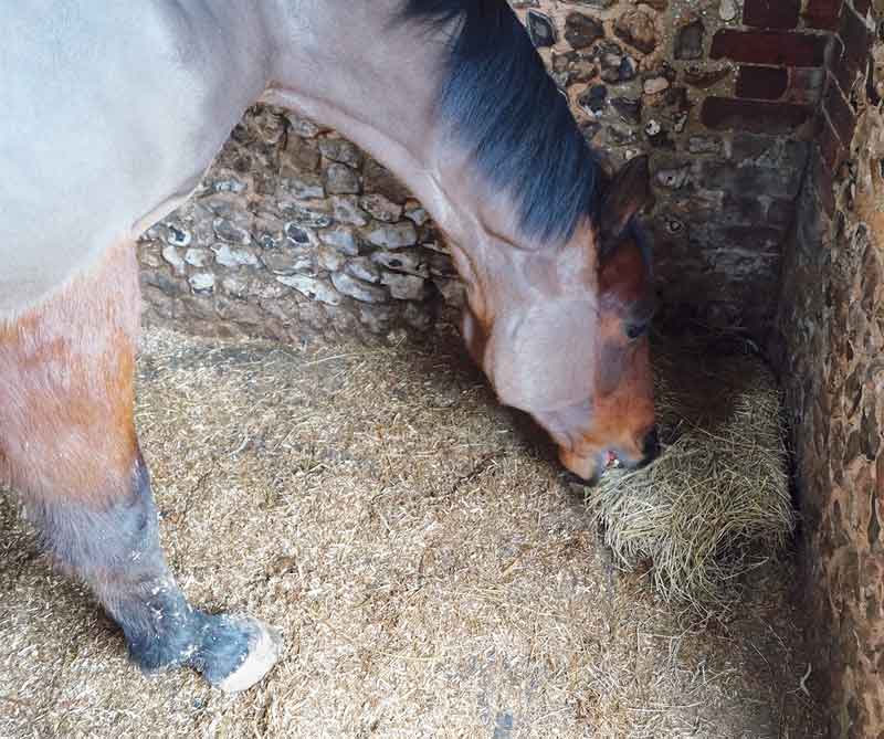 Figure 2. Hay can also be soaked to reduce respirable dust.