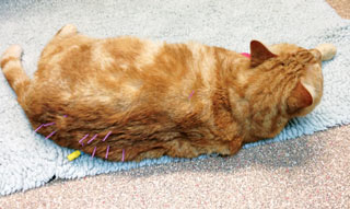 Figure 1. A cat undergoing acupuncture as a part of its pain management. It is a common misconception cats are unsuitable candidates for acupuncture as many tolerate it very well. Acupuncture was an effective adjunct to buprenorphine and meloxicam treatment in this cat.