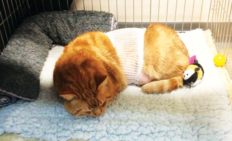 The same cat asleep in its enriched crate following acupuncture. Out of frame, a small ramp has been fashioned to aid access to a litter tray and food, and water bowls are slightly raised off the floor.