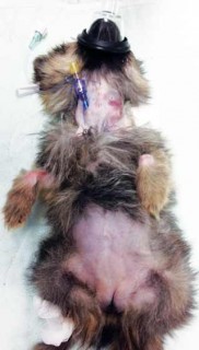 Figure 1. Puppy with peripheral intravenous catheter placed in jugular vein.