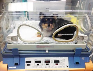 Figure 4. Puppy in incubator after premedication.