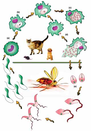 Figure 1. Life cycle of Leishmania infantum. Cats or dogs act as the definitive host and become infected when bitten by a sandfly. (a) Promastigotes are inoculated into the dermis and (b) colonise the resident macrophages. Within macrophages, they develop to amastigotes and proliferate within phagolysosome (c). After the rupture of macrophages, the released amastigotes infect new macrophages (d). If the host fails to control the infection in the skin, amastigotes disseminate via regional lymphatics and the blood to infect the entire reticuloendothelial system. (e) Amastigotes ingested by a female sandfly during feeding transform back into promastigotes, which replicate within the sandfly to complete the life cycle. Image: Designed by Hany Elsheikha and Hind Mamdowh.