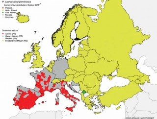 Figure 2. A map showing the geographic distribution of Phlebotomus perniciosus sandfly species in Europe at “regional” administrative level (Nomenclature of Territorial Units for Statistics level three). The map is based on published historical data and confirmed data provided by experts from the respective countries as part of the VBORNET project. Image: http://ecdc.europa.eu/en/healthtopics/vectors/vector-maps/Pages/VBORNET_maps_sandflies.aspx